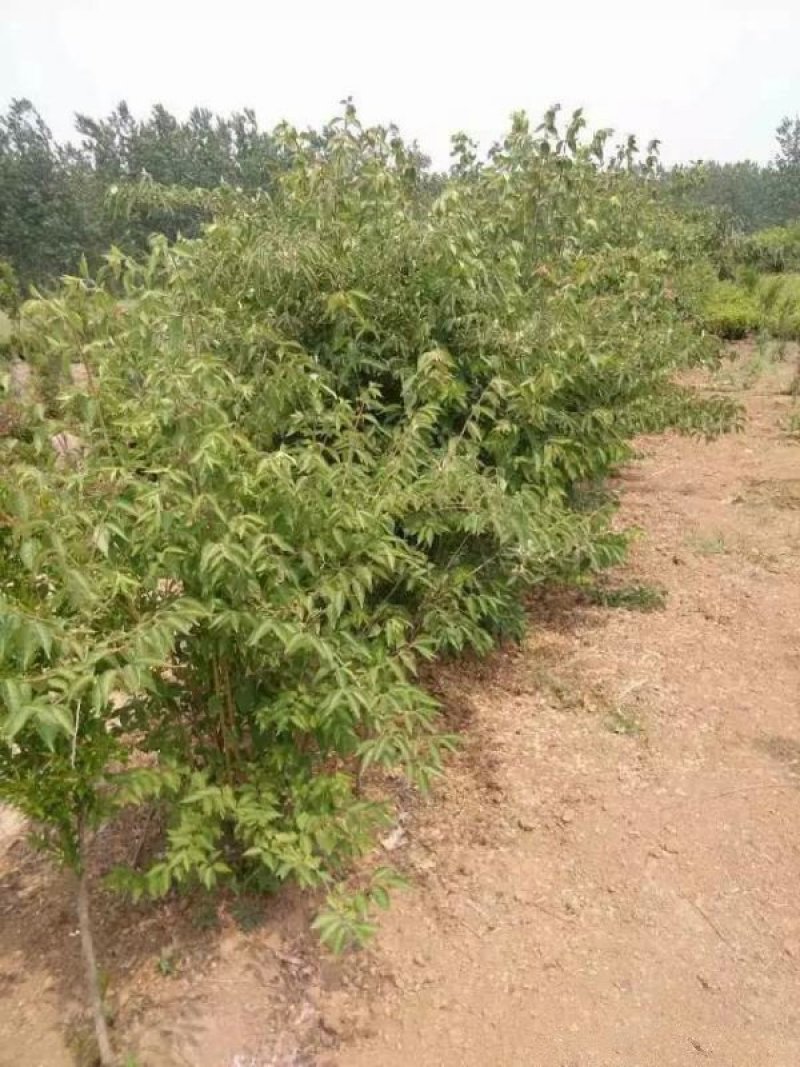 常年批发供应金银木价格优惠，大型金银木种植基地大量出售