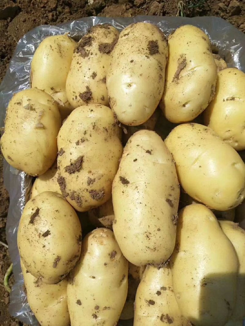 荷兰系列土豆品种有v7，806.希森，品种多样物美价廉
