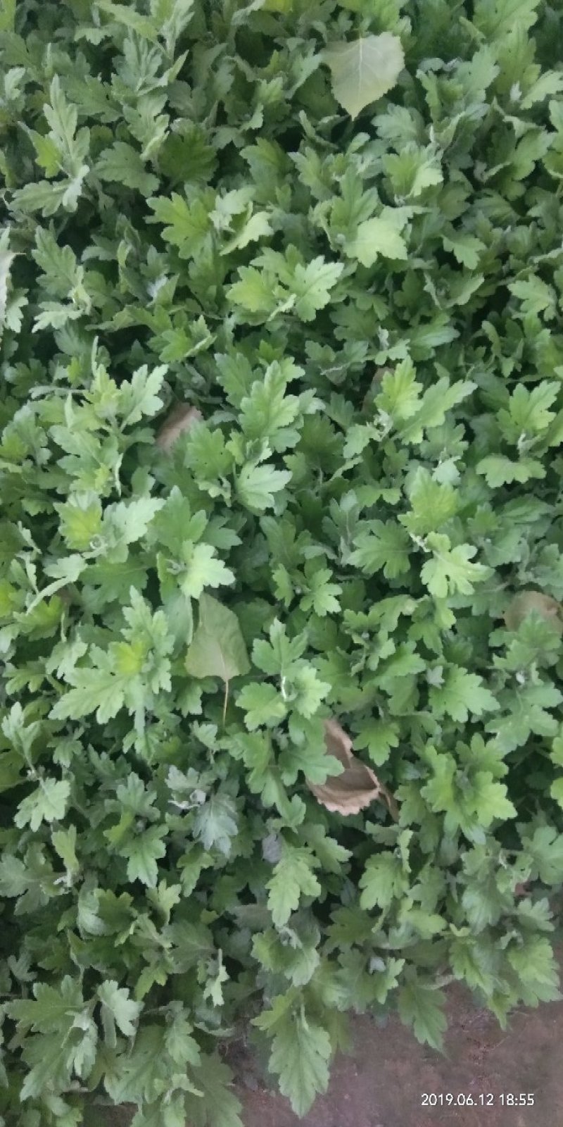 菊花苗