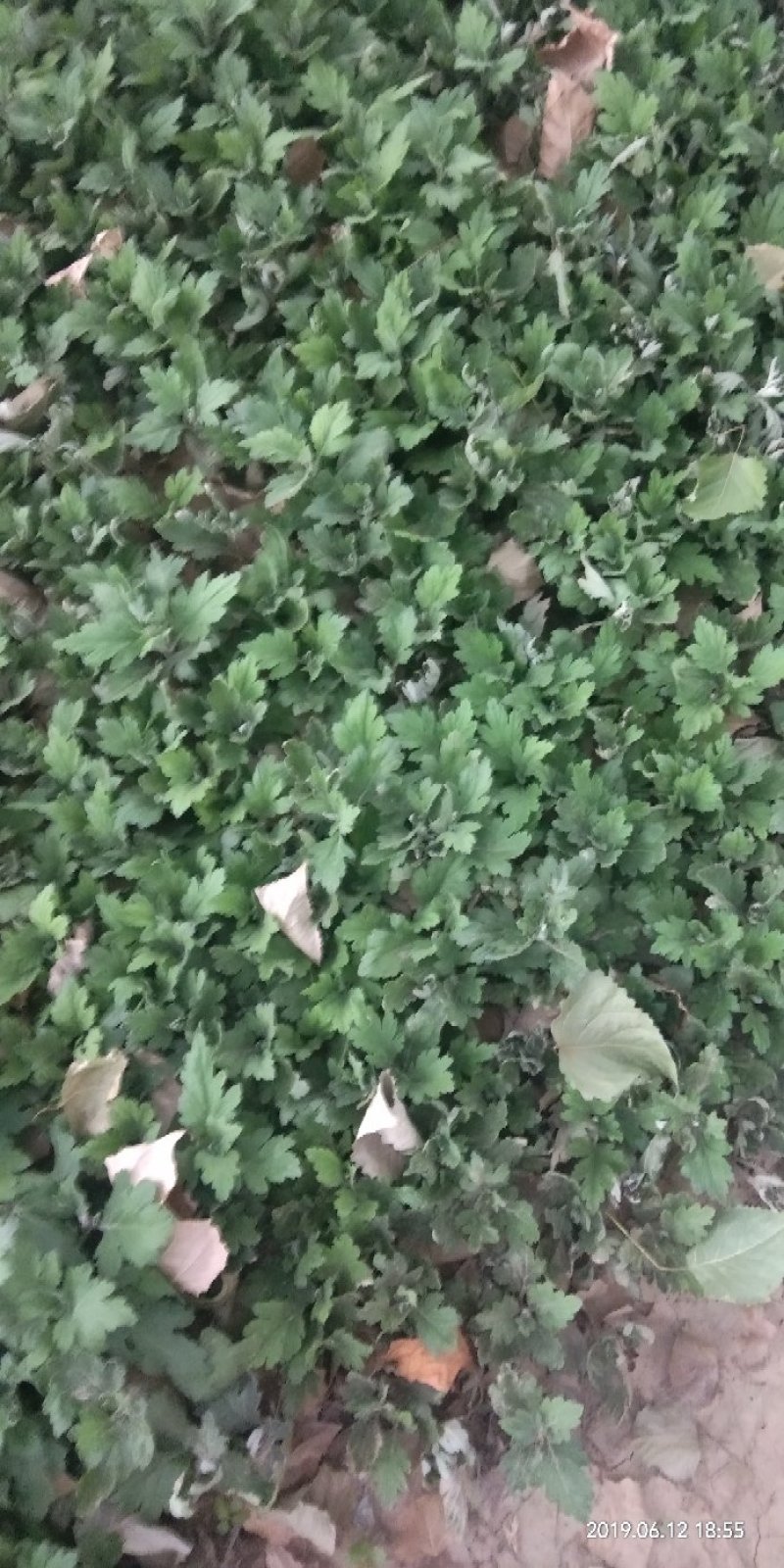 菊花苗
