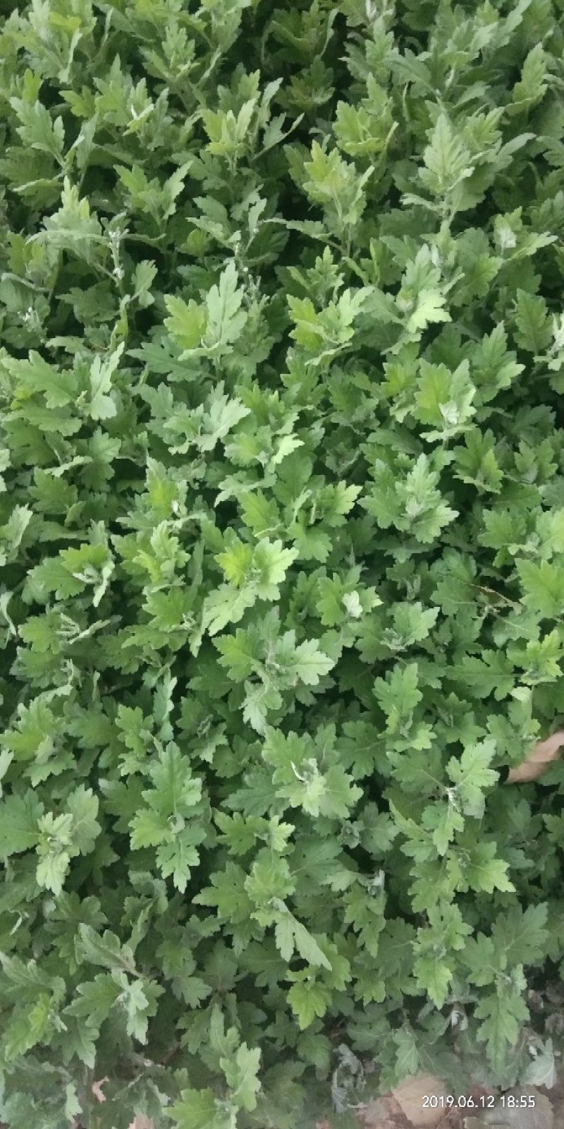 菊花苗