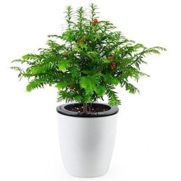 【带盆载好】红豆杉盆栽红豆衫树苗红豆杉苗盆景绿植花卉常青