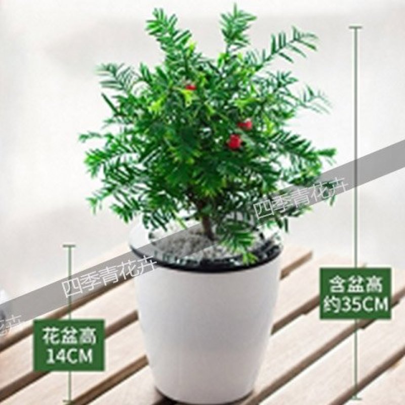 【带盆载好】红豆杉盆栽红豆衫树苗红豆杉苗盆景绿植花卉常青