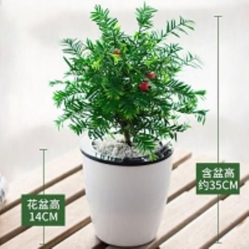 【带盆载好】红豆杉盆栽红豆衫树苗红豆杉苗盆景绿植花卉常青