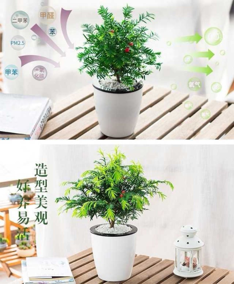 【带盆载好】红豆杉盆栽红豆衫树苗红豆杉苗盆景绿植花卉常青