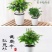 【带盆载好】红豆杉盆栽红豆衫树苗红豆杉苗盆景绿植花卉常青