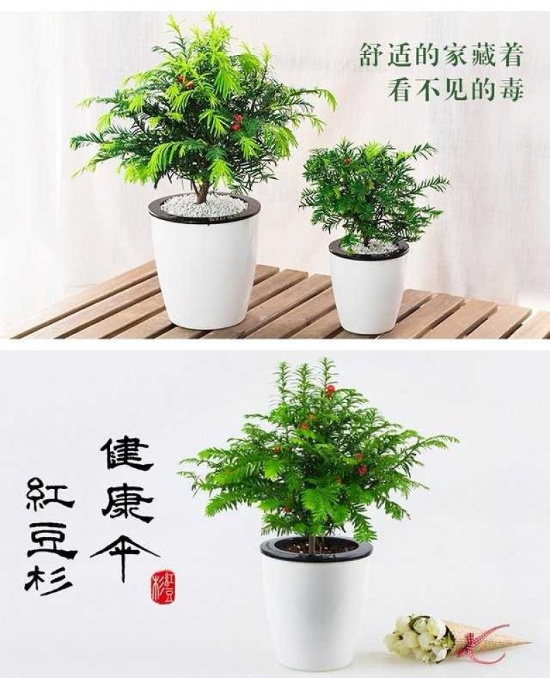 【带盆载好】红豆杉盆栽红豆衫树苗红豆杉苗盆景绿植花卉常青