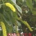 蜂蜜