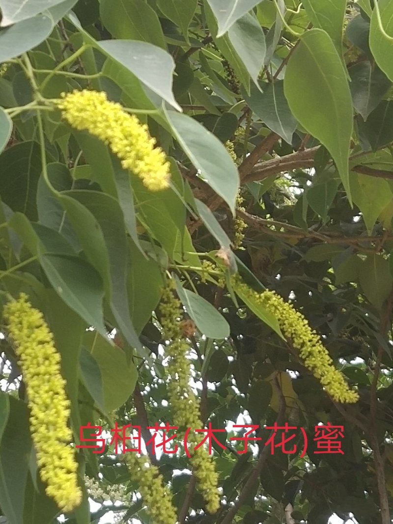 蜂蜜
