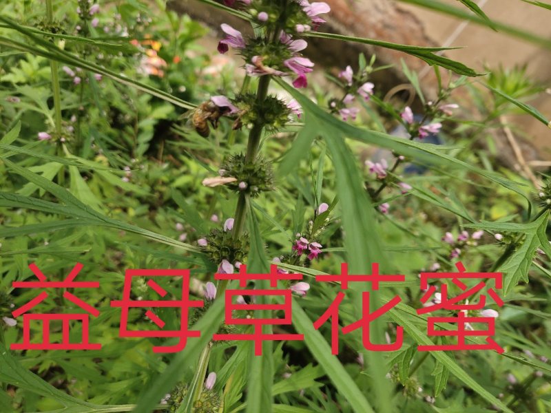 蜂蜜