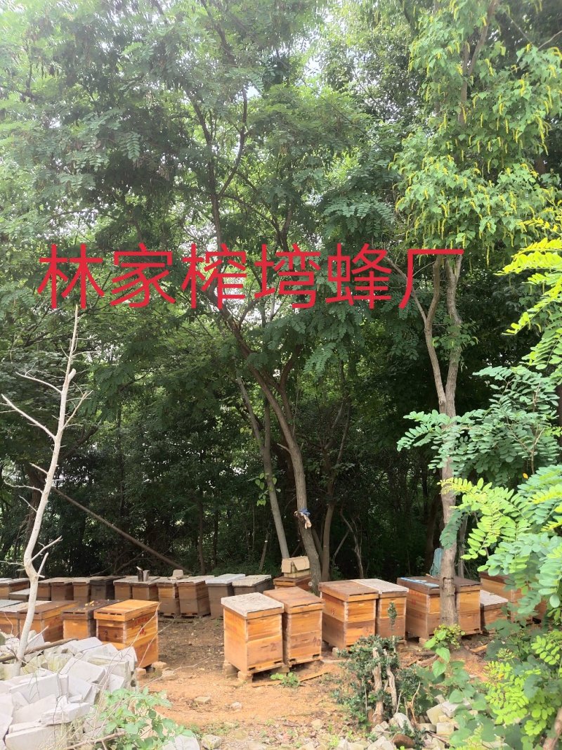 蜂蜜