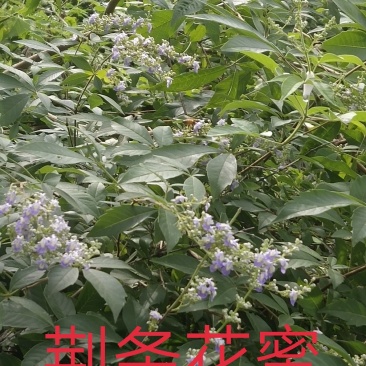 蜂蜜