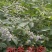 蜂蜜