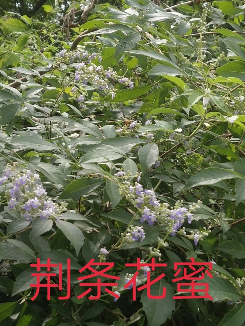 蜂蜜