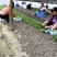 长林系列4号53号高产油茶苗50公分到100公分全国包邮