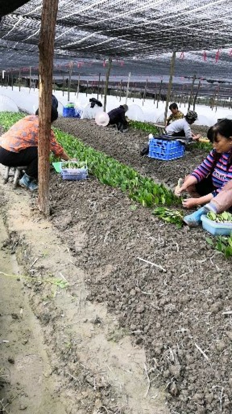 长林系列4号53号高产油茶苗50公分到100公分全国包邮