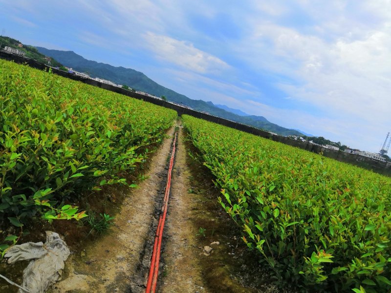 长林系列4号53号高产油茶苗50公分到100公分全国包邮