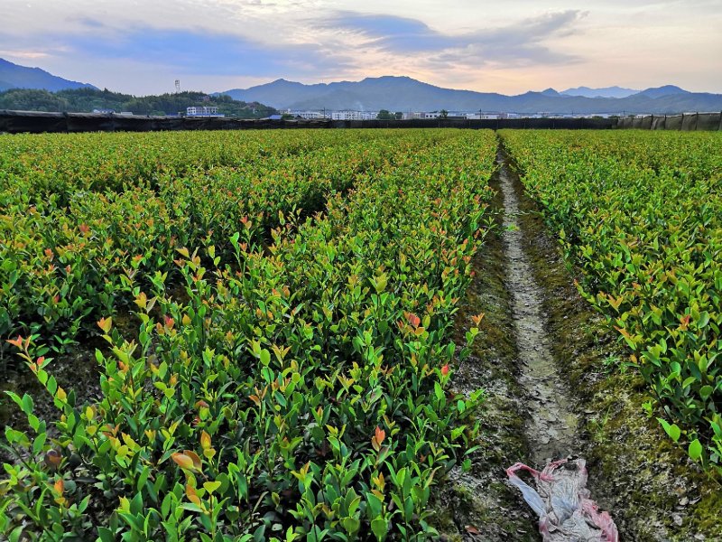 长林系列4号53号高产油茶苗50公分到100公分全国包邮