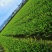 长林系列4号53号高产油茶苗50公分到100公分全国包邮
