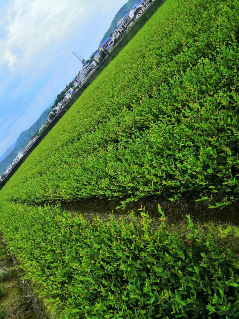 长林系列4号53号高产油茶苗50公分到100公分全国包邮
