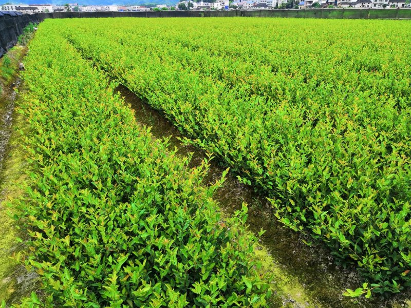 长林系列4号53号高产油茶苗50公分到100公分全国包邮