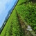长林系列4号53号高产油茶苗50公分到100公分全国包邮