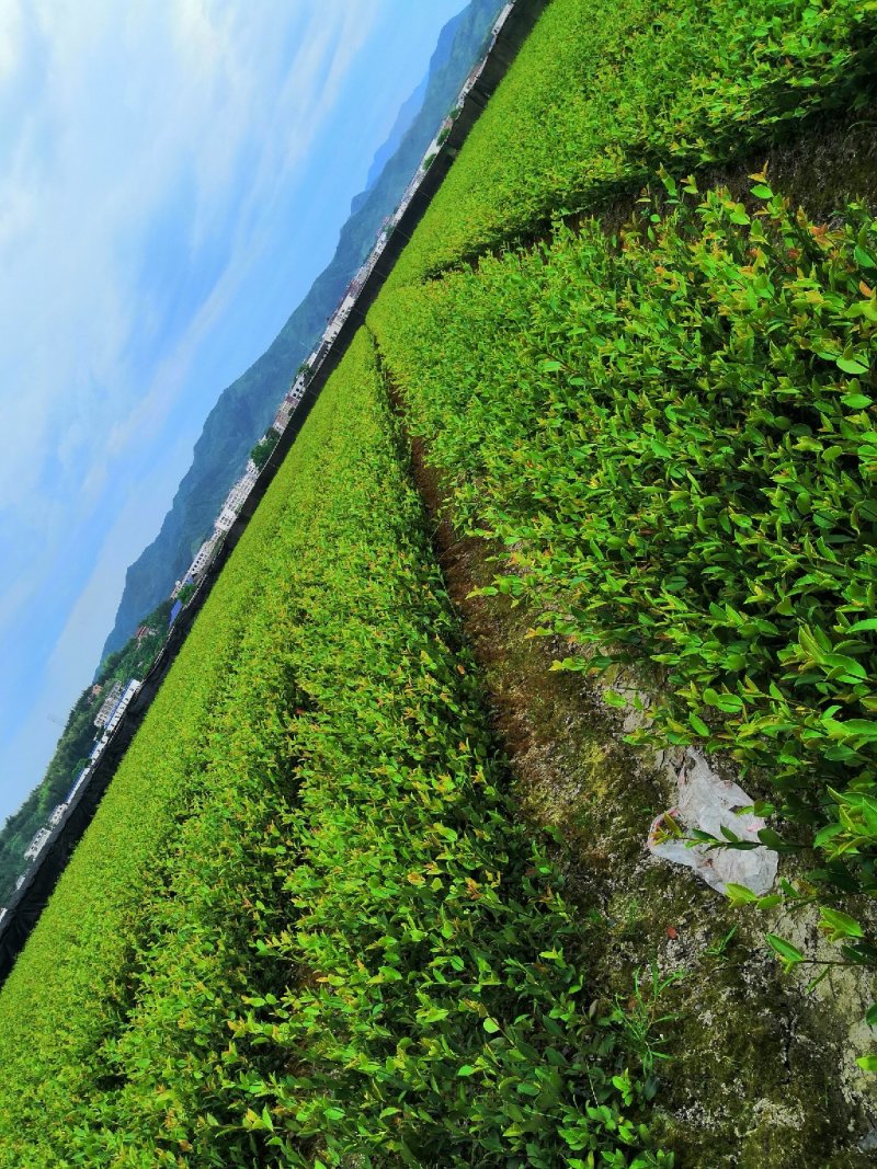 长林系列4号53号高产油茶苗50公分到100公分全国包邮