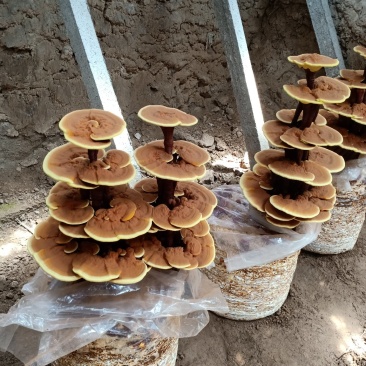 灵芝盆景