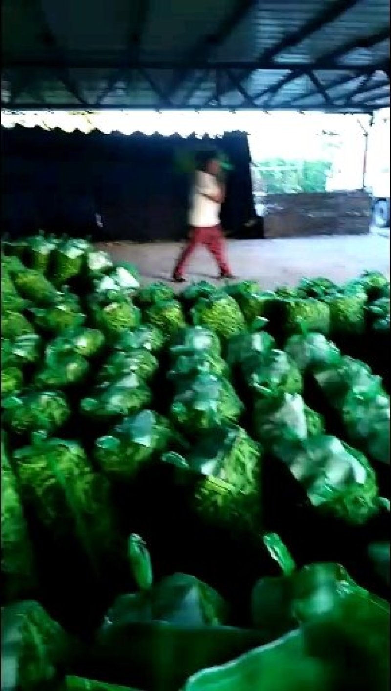 东北紫花架油豆角质量优异物美价廉