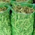 东北紫花架油豆角质量优异物美价廉