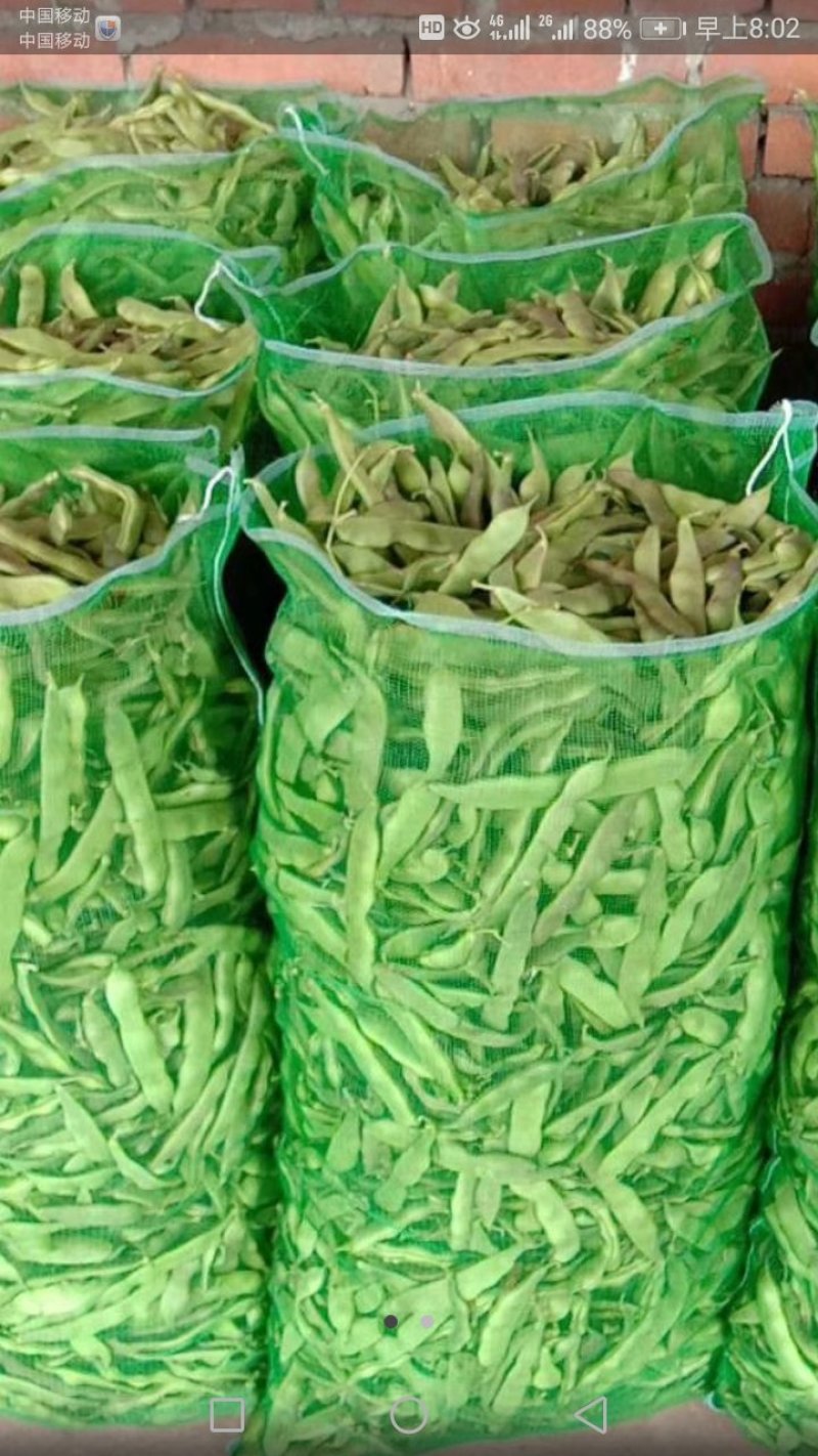 东北紫花架油豆角质量优异物美价廉