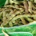 东北紫花架油豆角质量优异物美价廉