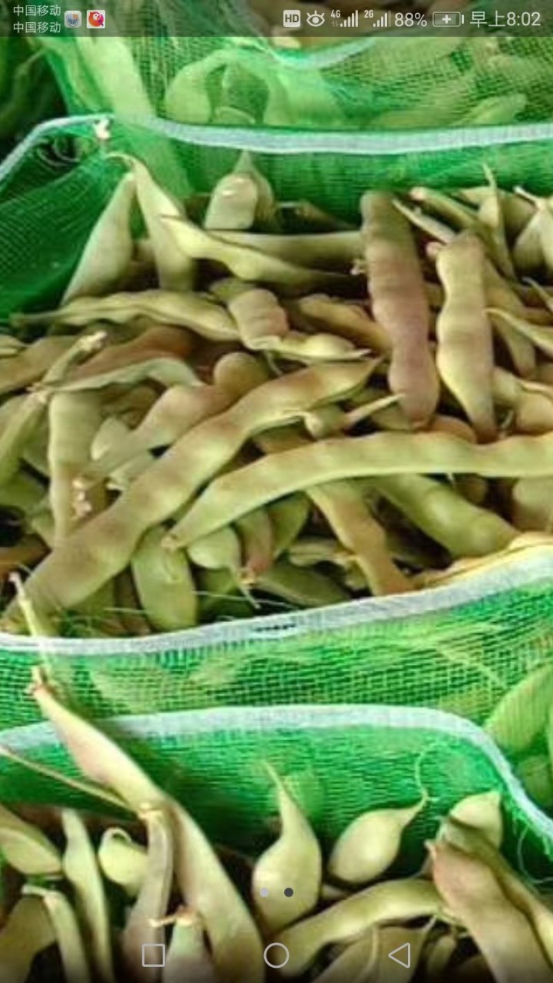 东北紫花架油豆角质量优异物美价廉