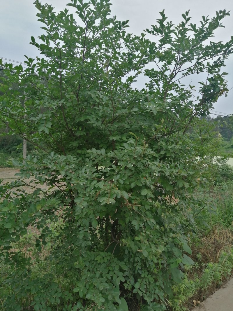 丛生紫薇