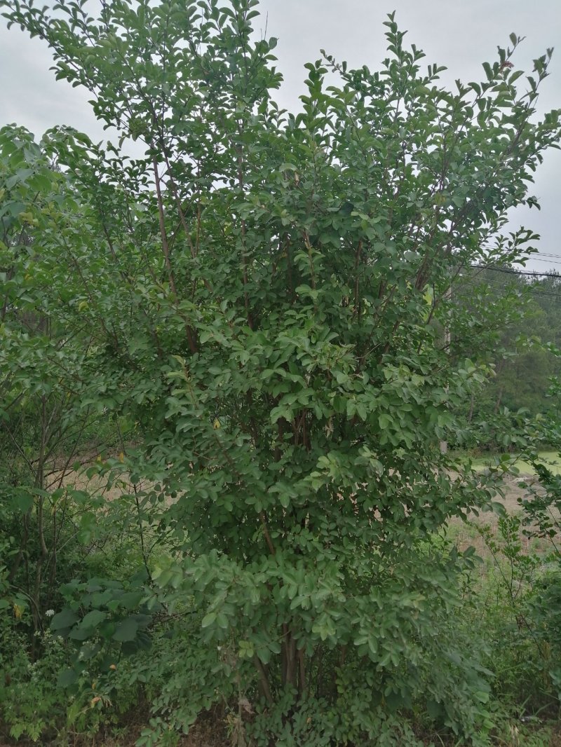 丛生紫薇