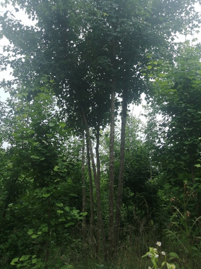 枫树丛生三角枫