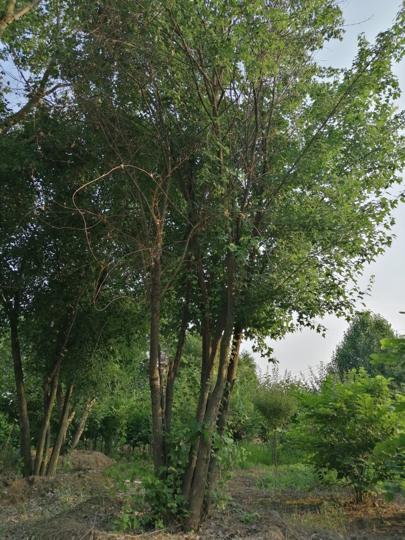 枫树丛生三角枫