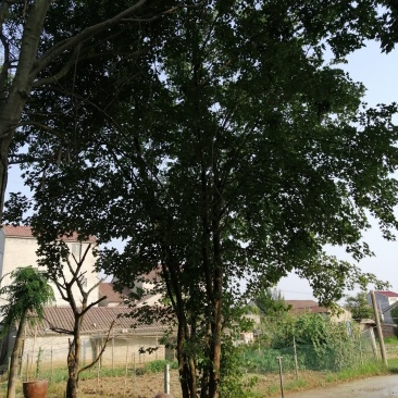 枫树丛生三角枫