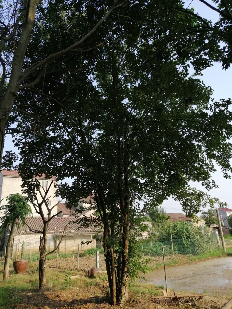 枫树丛生三角枫