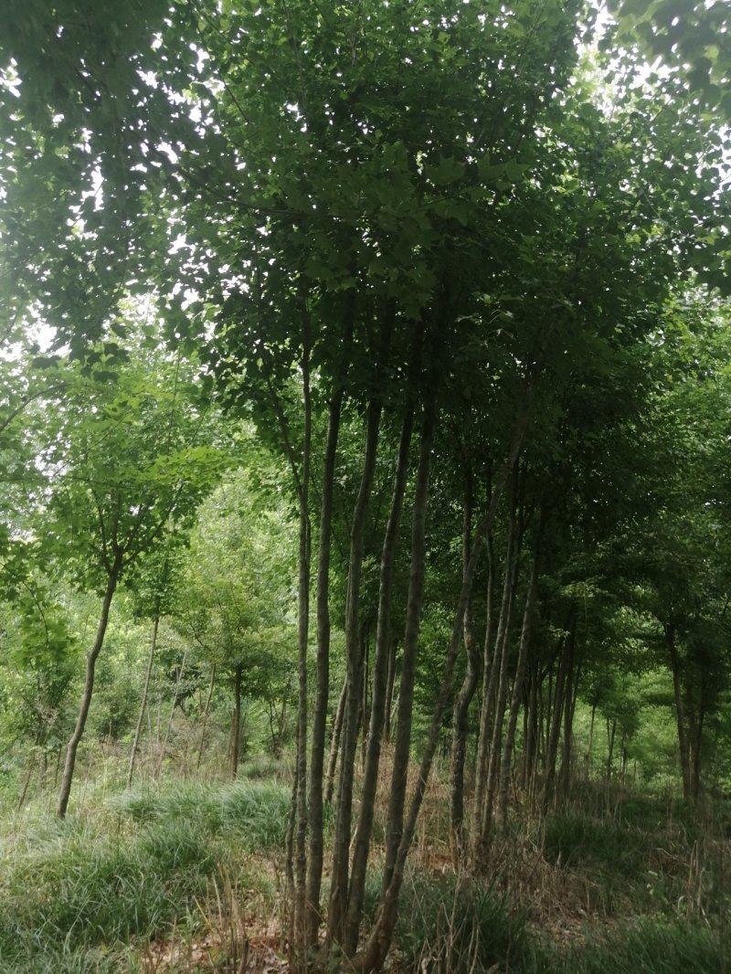 枫树丛生三角枫