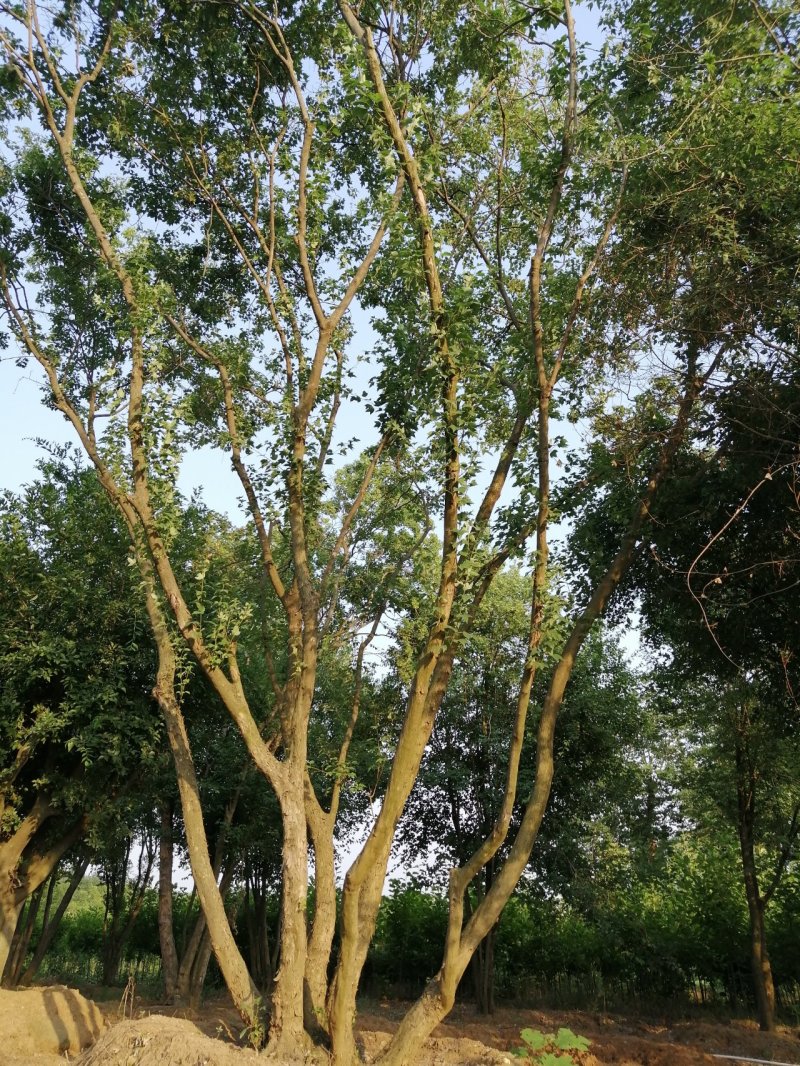 枫树丛生三角枫