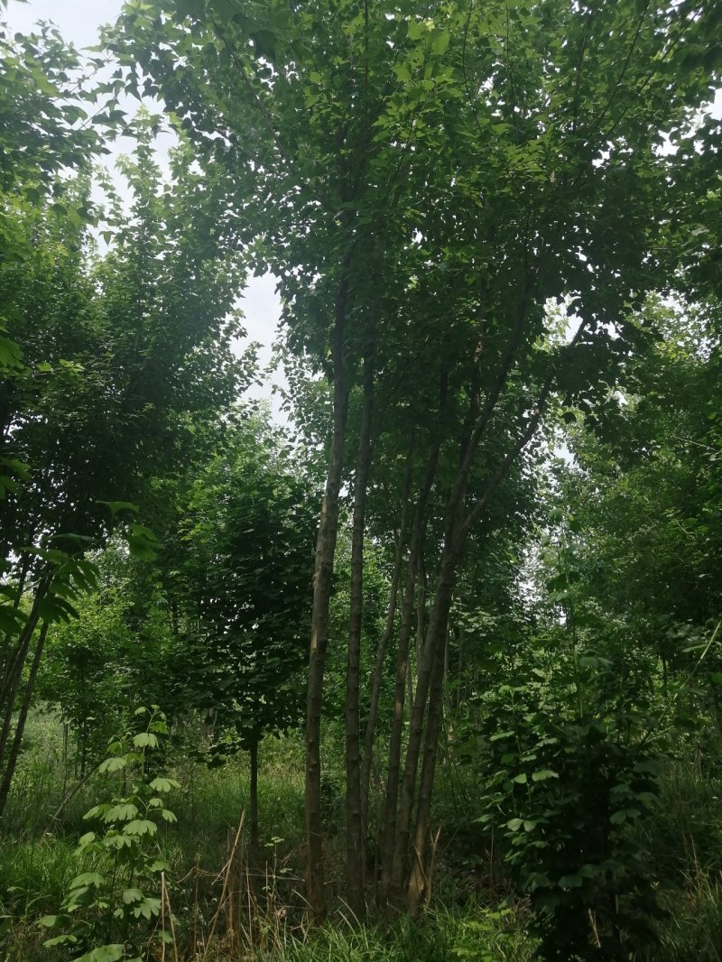 枫树丛生三角枫