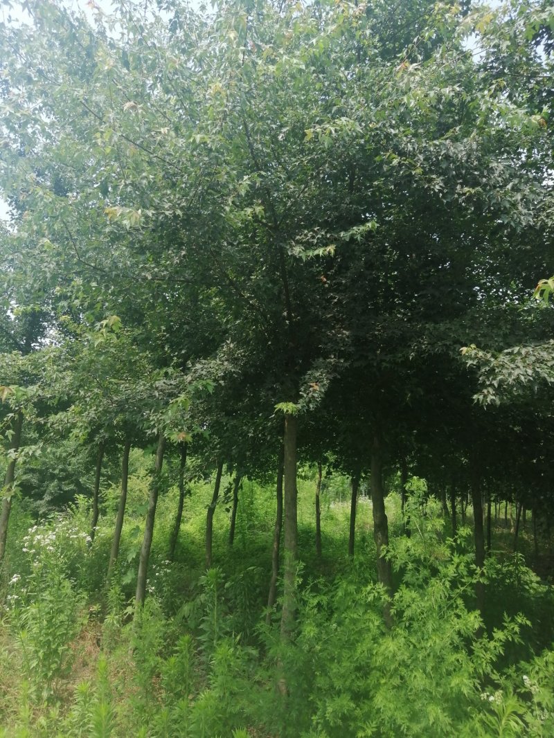 三角枫