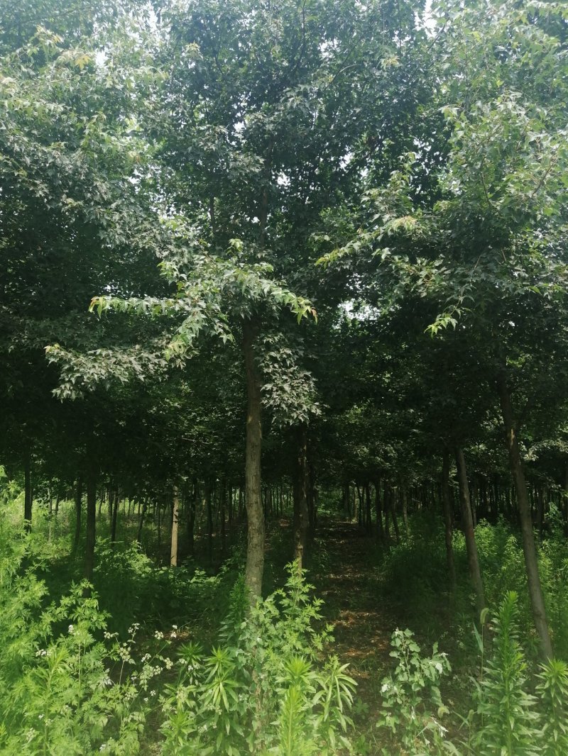 三角枫