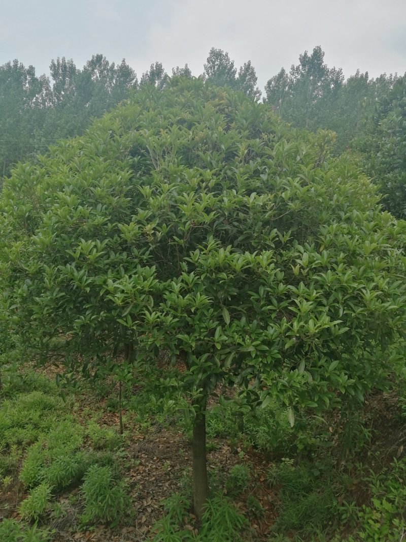 高杆桂花
