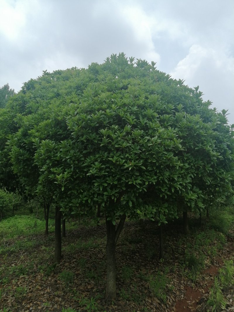 高杆桂花