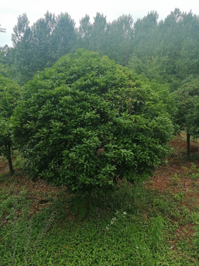 高杆桂花