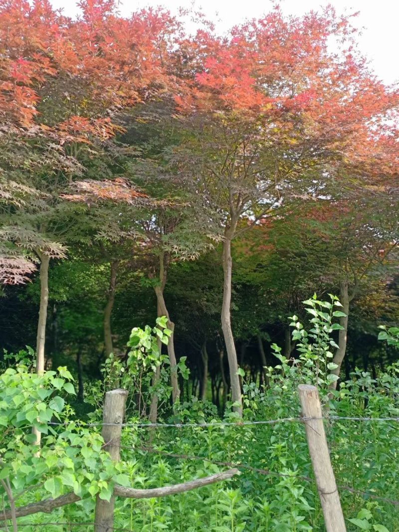 日本红枫