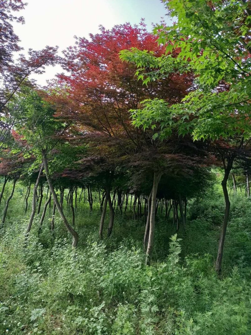 日本红枫