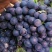 山东聊城藤稔葡萄乒乓葡萄上市了个头大口感甜汁水足